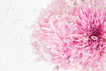 Pink chrysanthemum flower in water with air bubbles macro shot