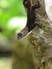 Lizard Cuba