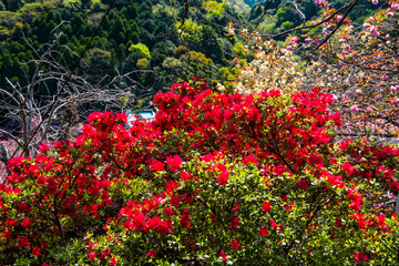 廻栖野のツツジ