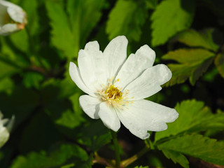 Obraz na płótnie Canvas Snowdrop. Wildlife Flower. Spring, the first forest flowers.