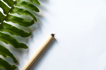 Close up of a tick.