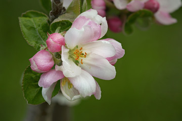 Obraz premium Apfelblüte in Nahaufnahme
