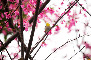 Birds shuttle through beautiful cherry trees on a rainy day
