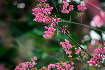 Birds shuttle through beautiful cherry trees on a rainy day