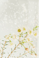 Waxflower under the water with bubbles