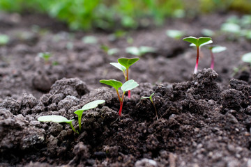 Sprouts of many small plants, blooms in close-up, young radish sprouted on a bed of land. Farm.  Spring season sowing