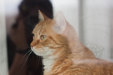 Red cat at home on the window, behind the glass