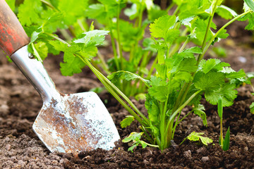 Close-up of a shovel in the ground, harvesting coriander or dumplings. concept, spring sowing and farming