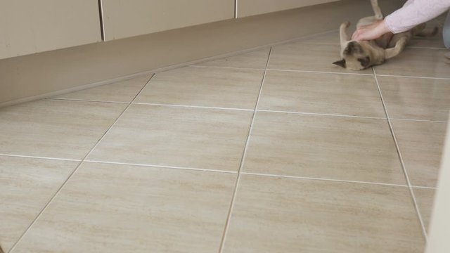 Cleaning floor with cute cat of burmese breed cat in woman hands sliding on home floor cleaning dust.