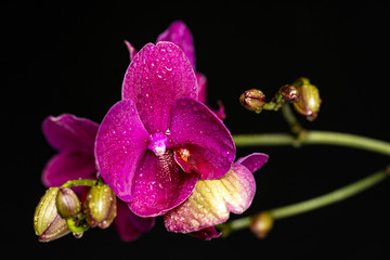 Purple orchid flower phalaenopsis, phalaenopsis or falah on a black background. Purple phalaenopsis flowers in the centre. Known as butterfly orchids. Selective focus.