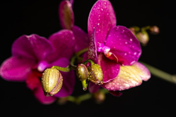 Purple orchid flower phalaenopsis, phalaenopsis or falah on a black background. Purple phalaenopsis flowers in the centre. Known as butterfly orchids. Selective focus.