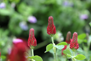 ベニバナツメクサ