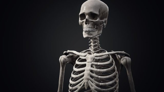 full human skeleton standing