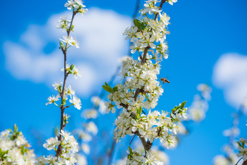 Spring pear tree in garden. Gardening concept