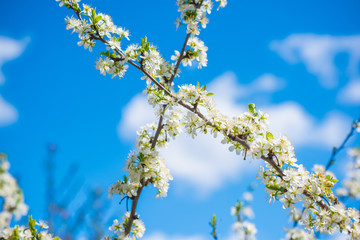 Spring pear tree in garden. Gardening concept