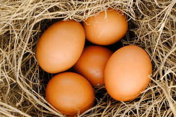 nest with raw chicken eggs on wooden background

