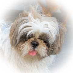 Shih tzu, small dog, head of cute puppy 
