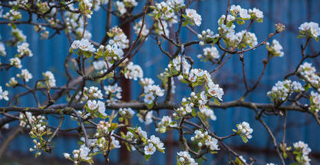 Spring pear tree in garden. Gardening concept