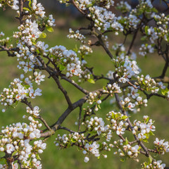 Spring pear tree in garden. Gardening concept