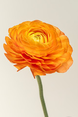 Blooming orange ranunculus flower - obrazy, fototapety, plakaty