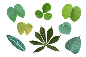 The nature of the leaves, the pattern is different on the white background