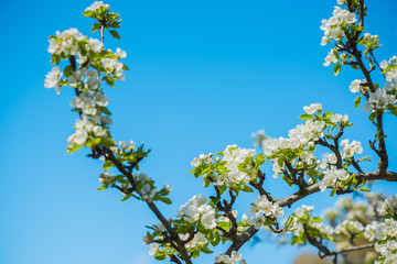 Spring pear tree in garden. Gardening concept