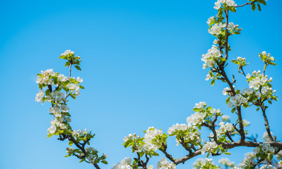 Spring pear tree in garden. Gardening concept