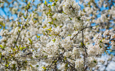 Spring pear tree in garden. Gardening concept