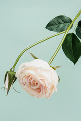 Blooming white rose flower on a green background