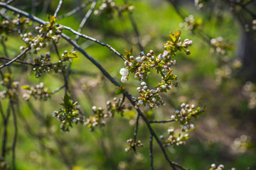 Spring cherry tree in garden. Gardening concept