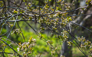 Spring cherry tree in garden. Gardening concept