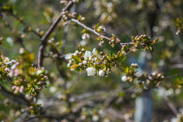 Spring cherry tree in garden. Gardening concept