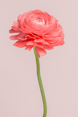 Blooming pink ranunculus flower