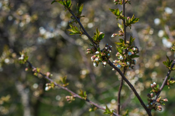 Spring cherry tree in garden. Gardening concept