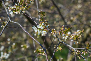 Spring cherry tree in garden. Gardening concept