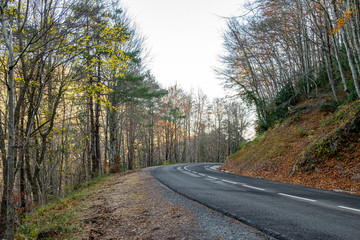 Road in yellow autumn forest.