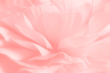 Pink ranunculus flower macro photography