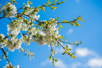 Spring cherry tree in garden. Gardening concept