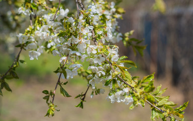 Spring cherry tree in garden. Gardening concept