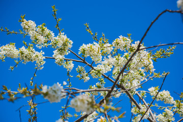 Spring cherry tree in garden. Gardening concept
