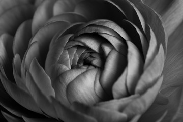 Monotone ranunculus flower macro photography