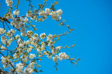 Spring cherry tree in garden. Gardening concept