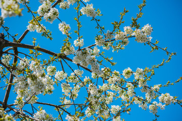 Spring cherry tree in garden. Gardening concept