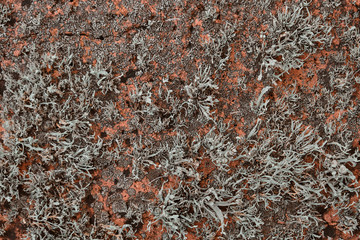 Texture of natural rock overgrown with moss and lichen. Close up rock texture background, natural surface. Background on theme geology with copy space