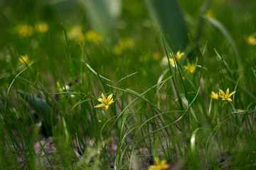 Small sping flovers in grass, blurred background. Sping minimal concept. Womens Day, Mothers Day. Nature background.