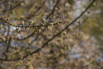 Spring apple tree in garden. Gardening concept 