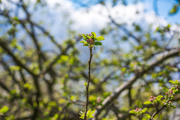 Spring apple tree in garden. Gardening concept 