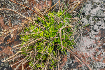 Texture of natural stone overgrown with grass and lichen. Close up rock texture background, natural surface. Background on theme geology with copy space