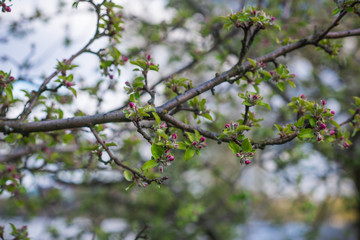 Spring apple tree in garden. Gardening concept 