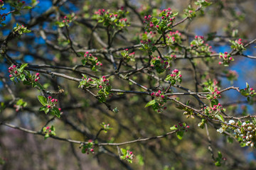 Spring apple tree in garden. Gardening concept 